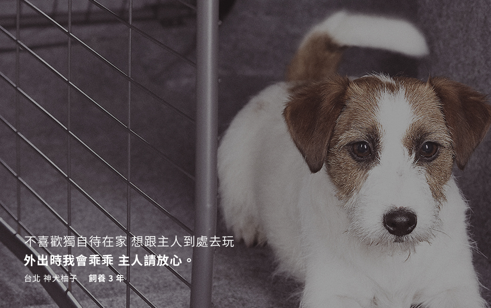 台北 神犬柚子 飼養3年